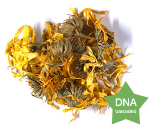 Calendula officinalis